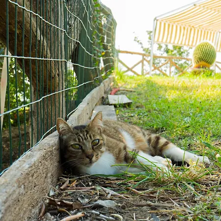 Andrea In Citta Dell'arcomagno * San Nicola Arcella