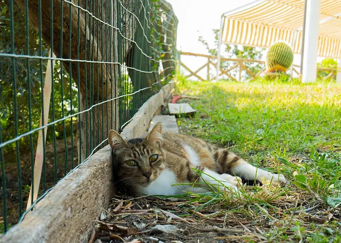 Andrea In Citta Dell'arcomagno * San Nicola Arcella